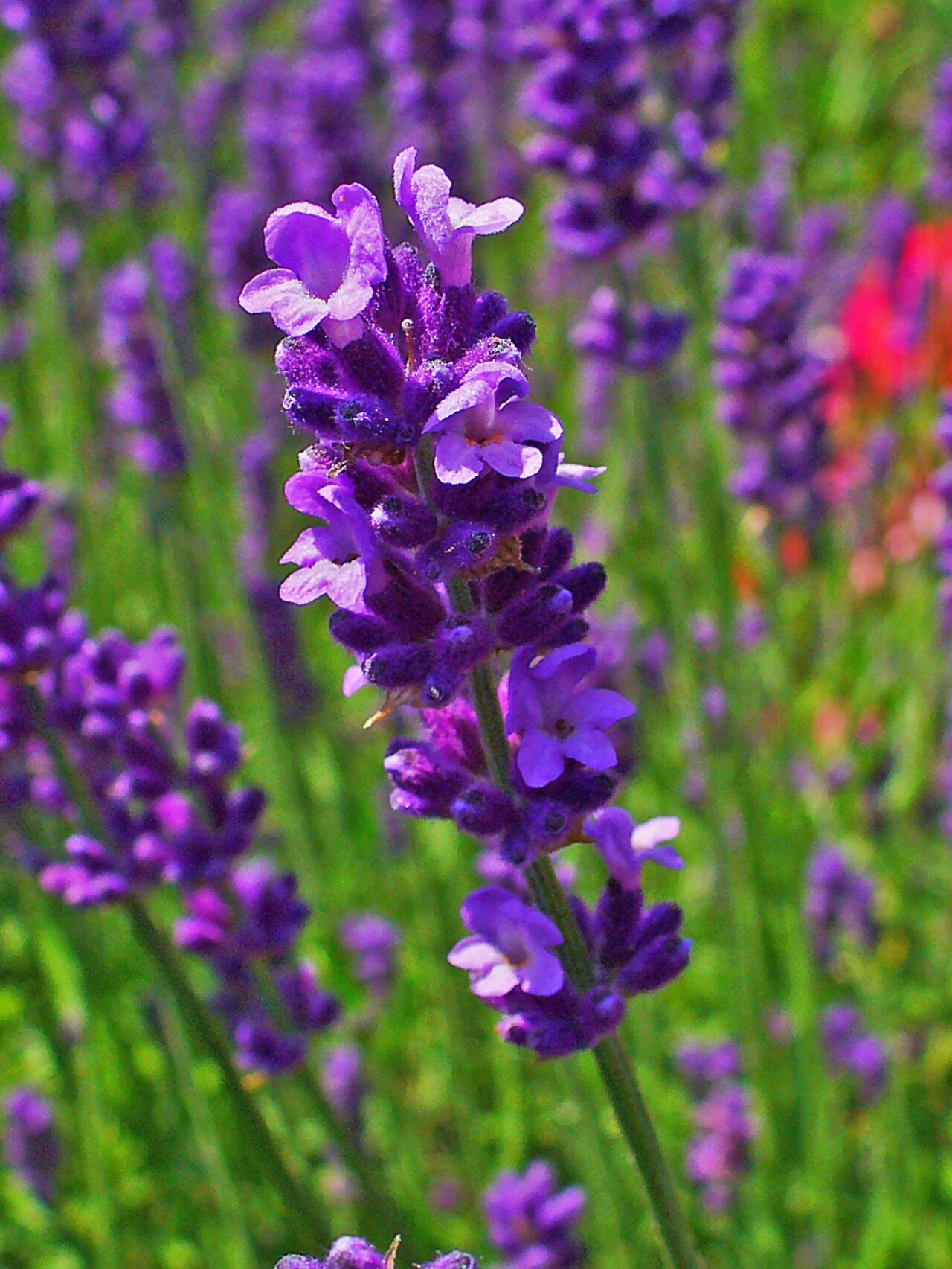 Lavender (Lavandula angustifolia), a classic aromatic raw material used in fragrance